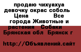 продаю чихуахуа девочку,окрас соболь › Цена ­ 25 000 - Все города Животные и растения » Собаки   . Брянская обл.,Брянск г.
